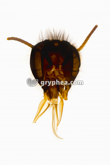 Tête d'insecte - type suceur-lécheur - Abeille x1,5 - gryphea.com
